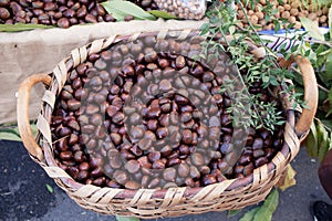 Chestnuts Basket