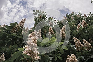Chestnuts bloom on a tree