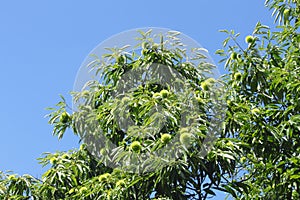 Chestnuts and blue sky