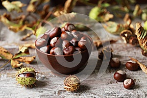 Chestnuts. Buckeyes. Autumn mood. Leaves of a chestnut tree.