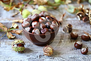 Chestnuts. Buckeyes. Autumn mood. Leaves of a chestnut tree.