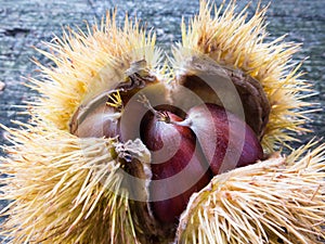 Chestnuts in a burr photo