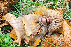 Chestnuts in the burr in  the Mediterranean scrub in Tuscany, Italy