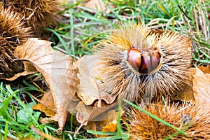 Chestnuts in the burr in  the Mediterranean scrub in Tuscany, Italy