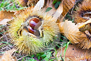 Chestnuts in the burr in  the Mediterranean scrub in Tuscany, Italy