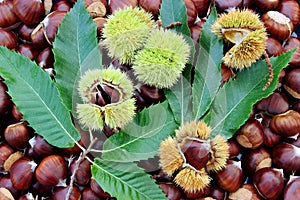 Chestnuts with burrs