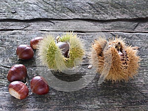 Chestnuts and burrs
