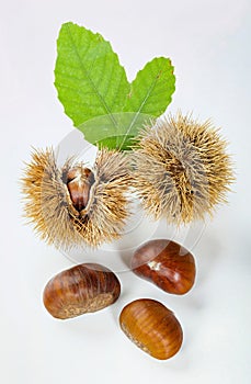 Chestnuts and chestnut bur.
