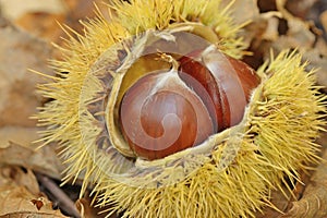 Chestnuts in chestnut bur