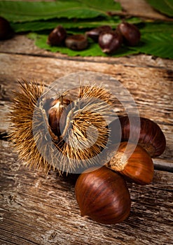 Chestnuts and chestnut bur.