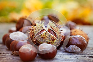Chestnuts, horse chestnut, Aesculus hippocastanum