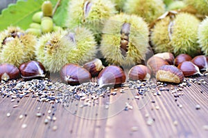 Chestnuts closeup on natural background