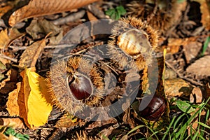 Chestnuts on the colorful autumn leaf-litter ground in the forest