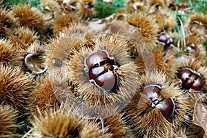 Chestnuts with curls