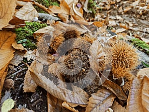 Chestnuts curls and dry leaves