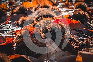 Chestnuts and dried leaves