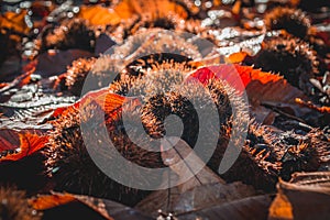 Chestnuts and dried leaves photo