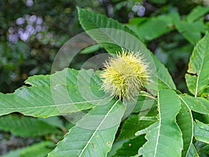 Chestnuts, European ripening period, green fruits on tree branches in a natural prickly shell.