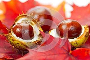 Chestnuts on fall leaves