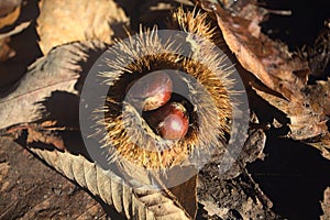 Chestnuts on fallen leaves