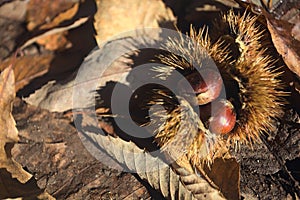 Chestnuts on fallen leaves