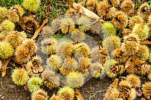 Chestnuts on a footpath