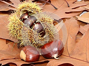 Chestnuts on the forest floor