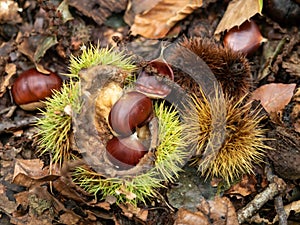 Chestnuts on the forest floor in autumn