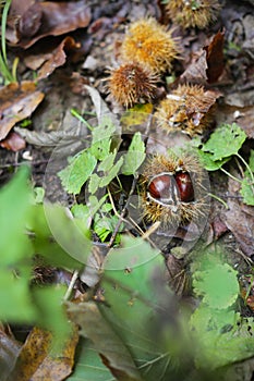 Chestnuts on the forest floor in their prickly skin, autumn