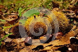 Chestnuts in a forest in Tuscany, Italy. fall season.