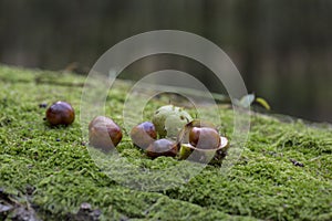 Chestnuts On Fresh Green Moss