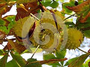 Chestnuts fruit thorns natural color coming out seed protection photo