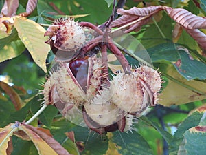 Chestnuts fruit thorns natural color coming out seed protection photo