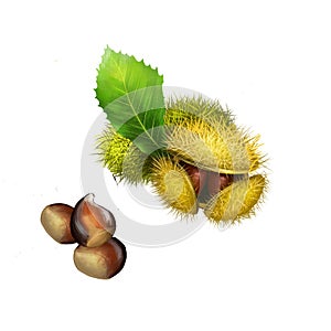 Chestnuts fruits with green leaf, edible raw roasted, nuts in spiny green burr, finest chestnut in world. Digital art watercolor