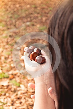 Chestnuts gather in autumn