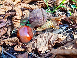 Chestnuts on the ground after falling from the tree.Bitter chestnuts are the seed of Aesculus hippocastanum or horse chestnut and