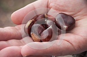 Chestnuts in hand of woman