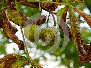 Chestnuts hanging on tree in autumn Background  photo