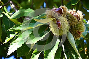 Chestnuts in hedgehogs hang from chestnut branches just before harvest, autumn season. Chestnut forest in the Tuscan mountains.