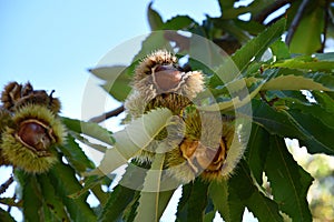 Chestnuts in hedgehogs hang from chestnut branches just before harvest, autumn season. Chestnuts forest on the Tuscany mountains.