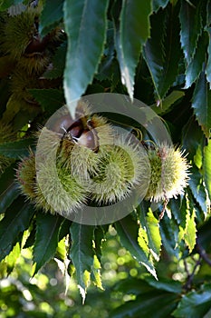 Chestnuts in hedgehogs hang from chestnut branches just before harvest, autumn season. Chestnuts forest on the Tuscany mountains.