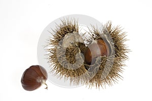 Chestnuts with husk