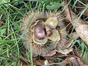 Chestnuts in the husk photo
