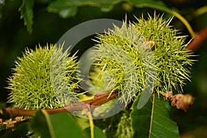 Chestnuts Inside His Thorn In The Birch Meadows In Lugo. Flowers Landscapes Nature.