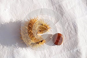 Chestnuts thorns shell  isolated for background