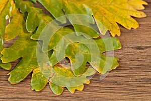 Chestnuts leaves