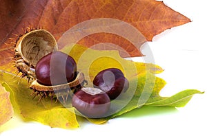 Chestnuts and leaves