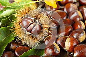 Chestnuts with leaves