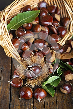 Chestnuts with leaves