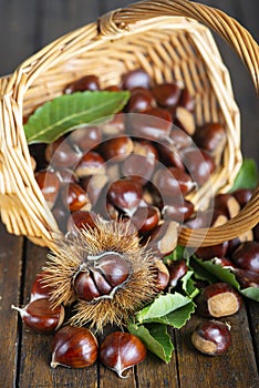 Chestnuts with leaves